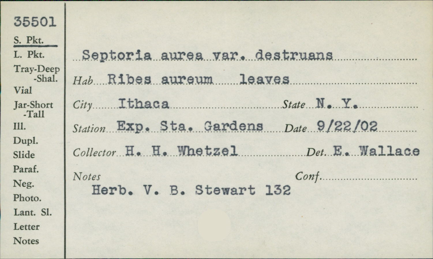 Septoria aurea var. destruans image