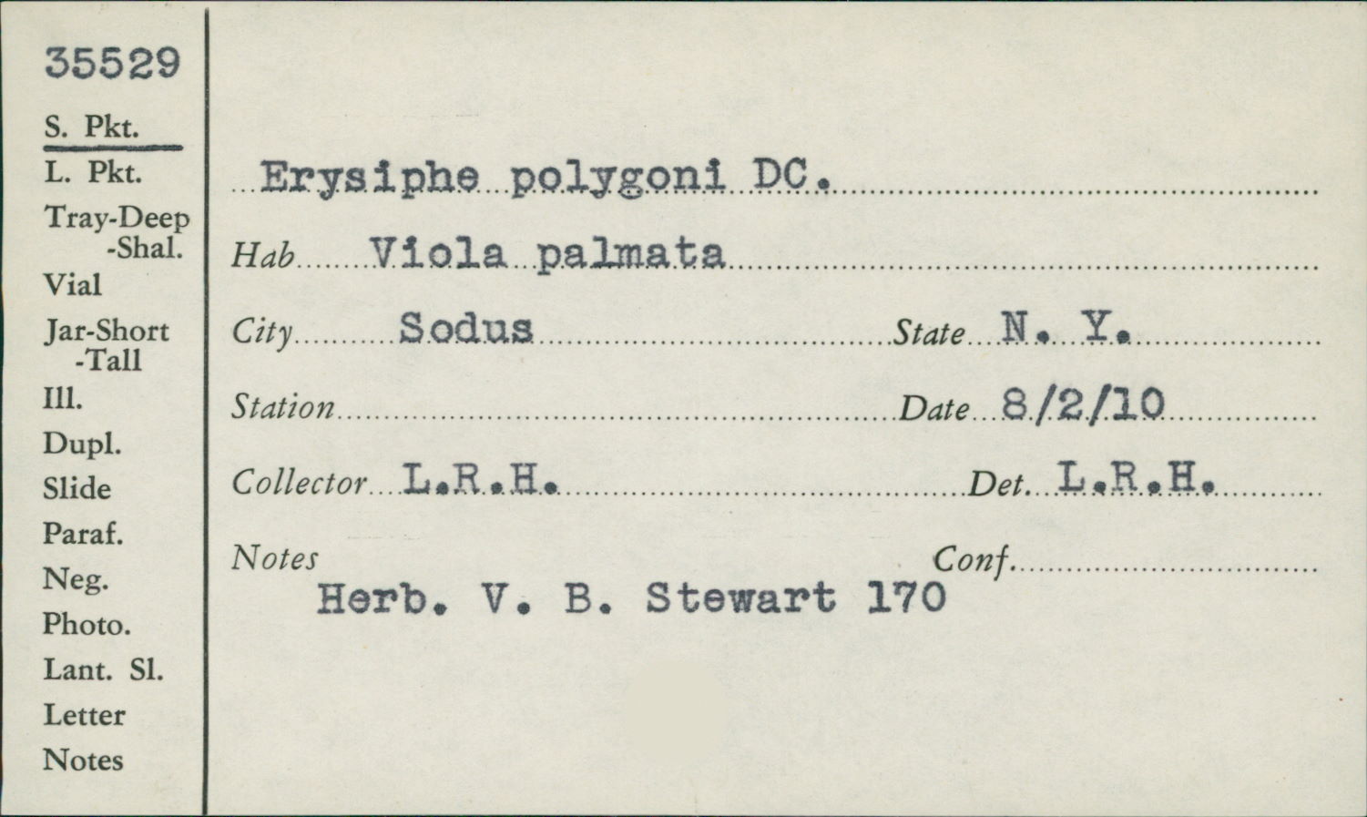 Erysiphe polygoni image