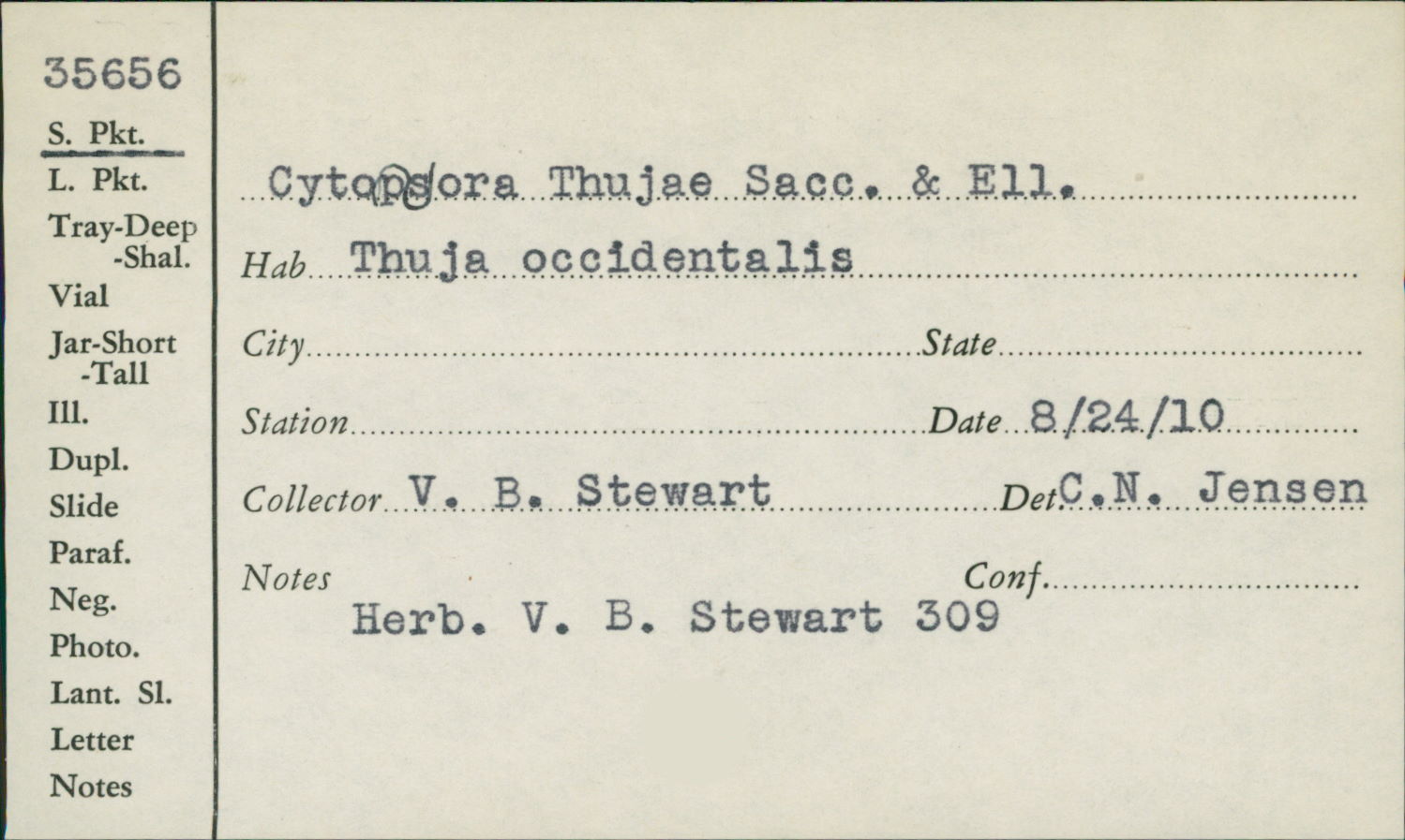 Cytospora thujae image