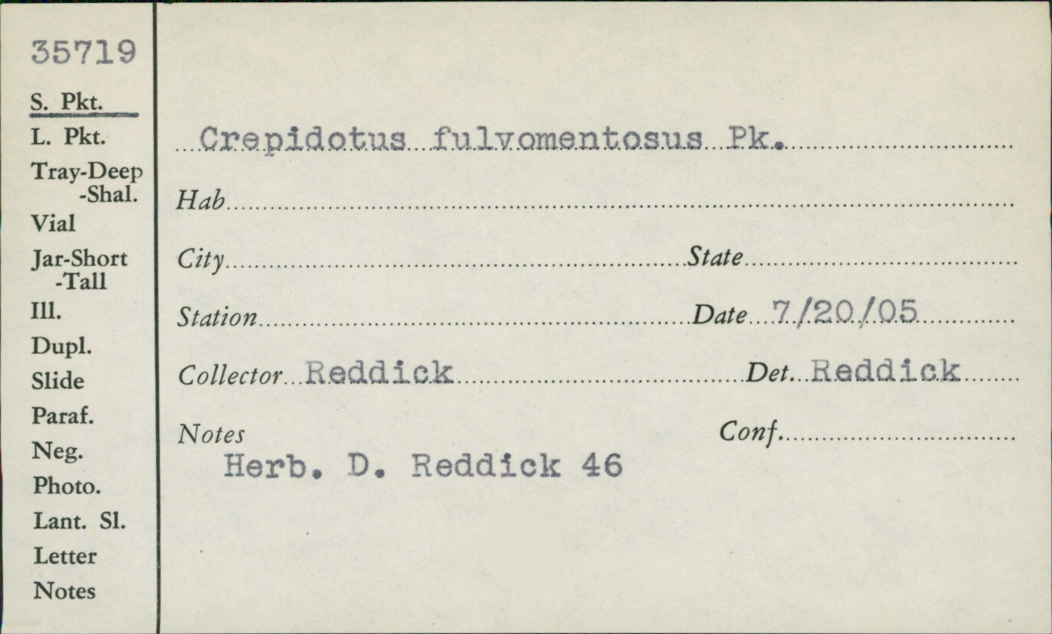Crepidotus fulvotomentosus image