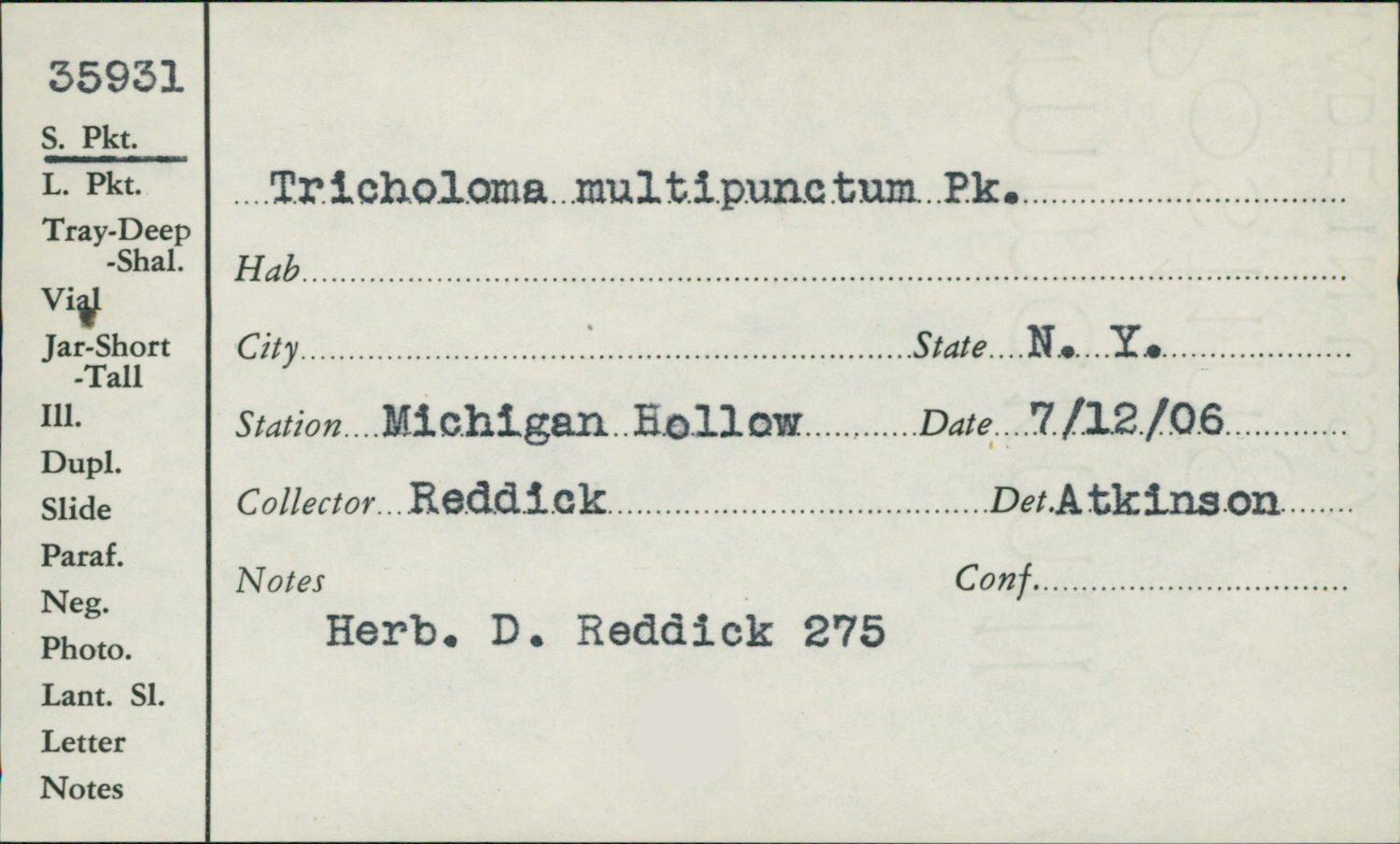 Tricholoma multipunctum image