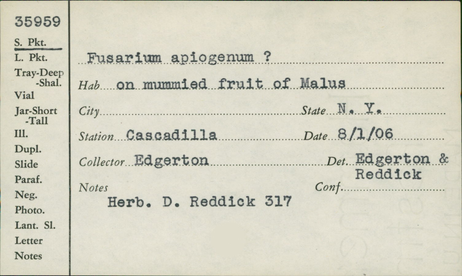 Fusarium apiogenum image
