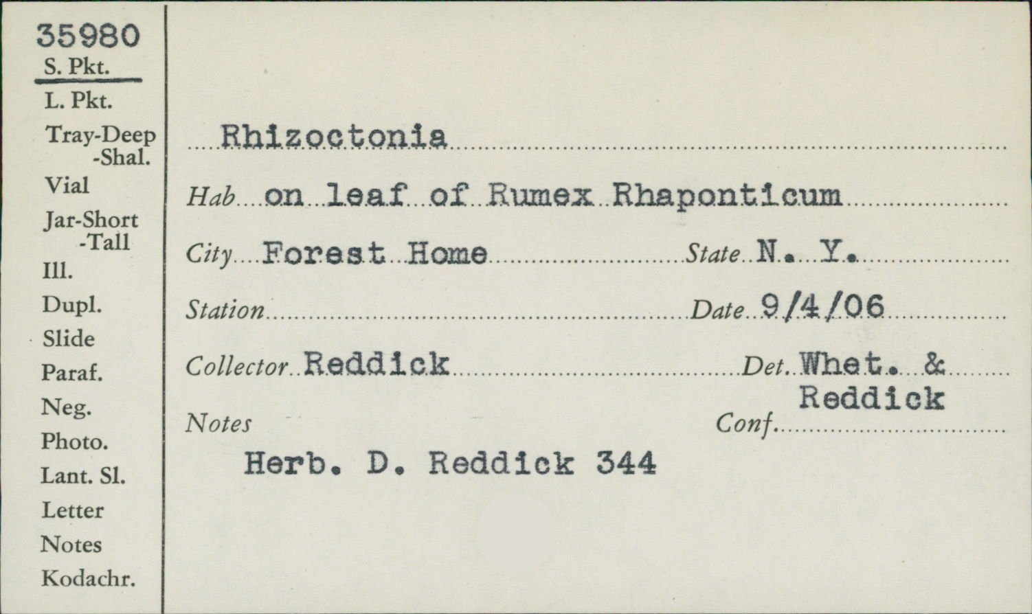 Rhizoctonia image