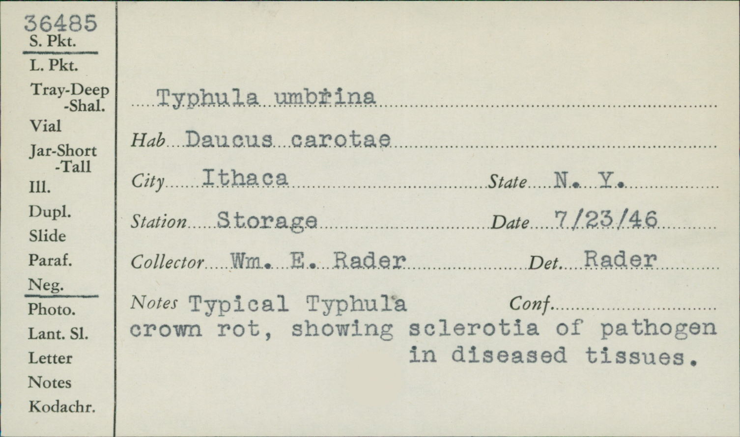 Typhula umbrina image