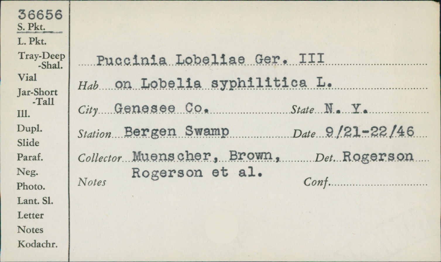 Puccinia lobeliae image