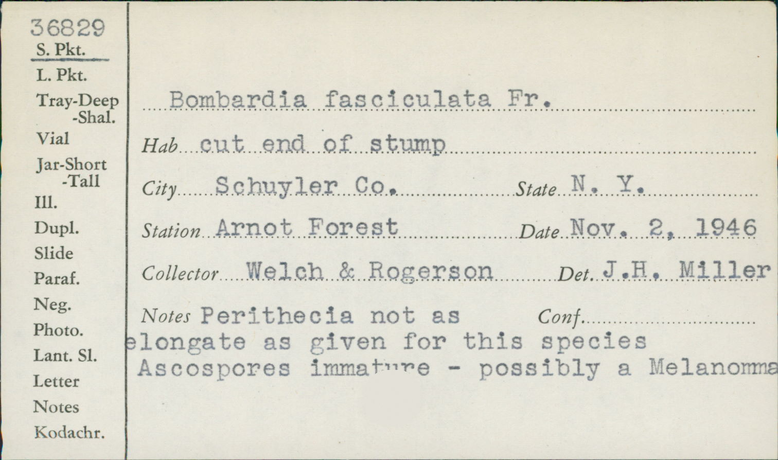 Bombardia bombarda image