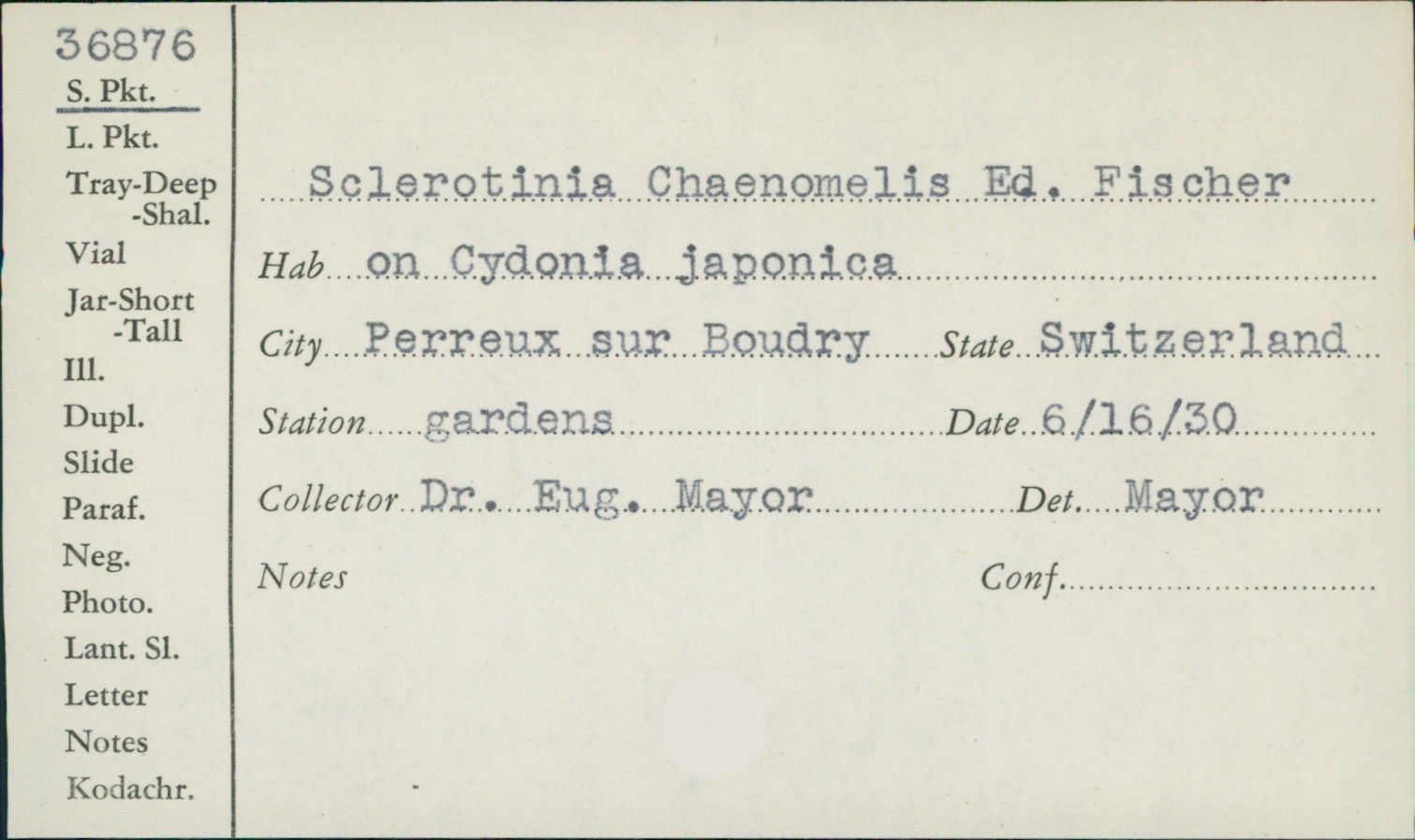 Sclerotinia chaenomelis image