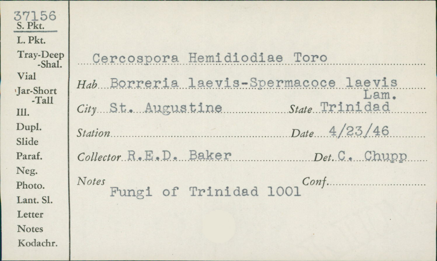 Cercospora hemidiodiae image