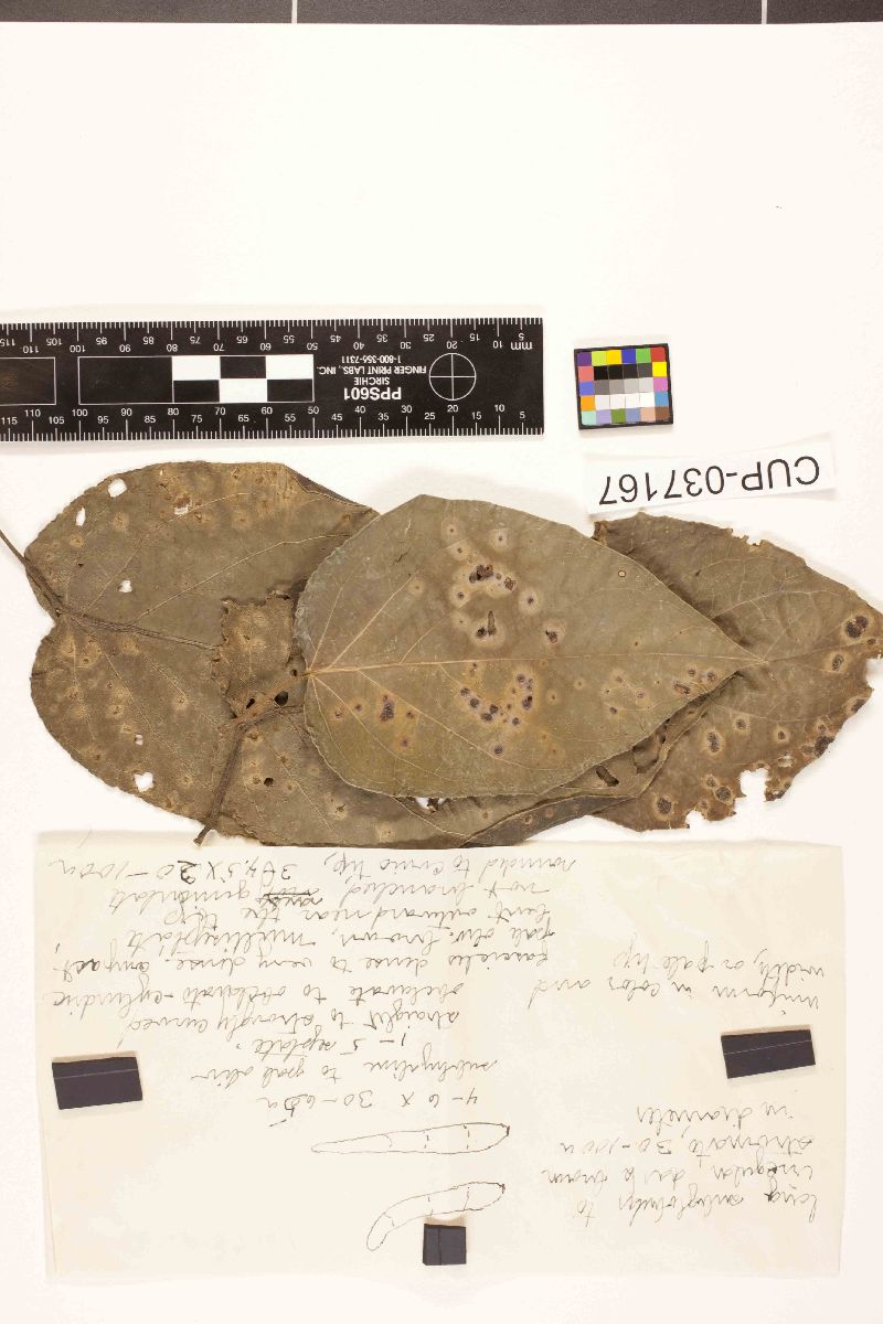 Cercospora stigmaphyllonis image
