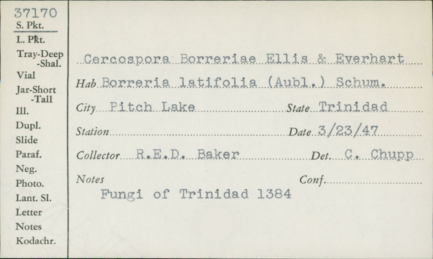 Pseudocercospora borreriae image