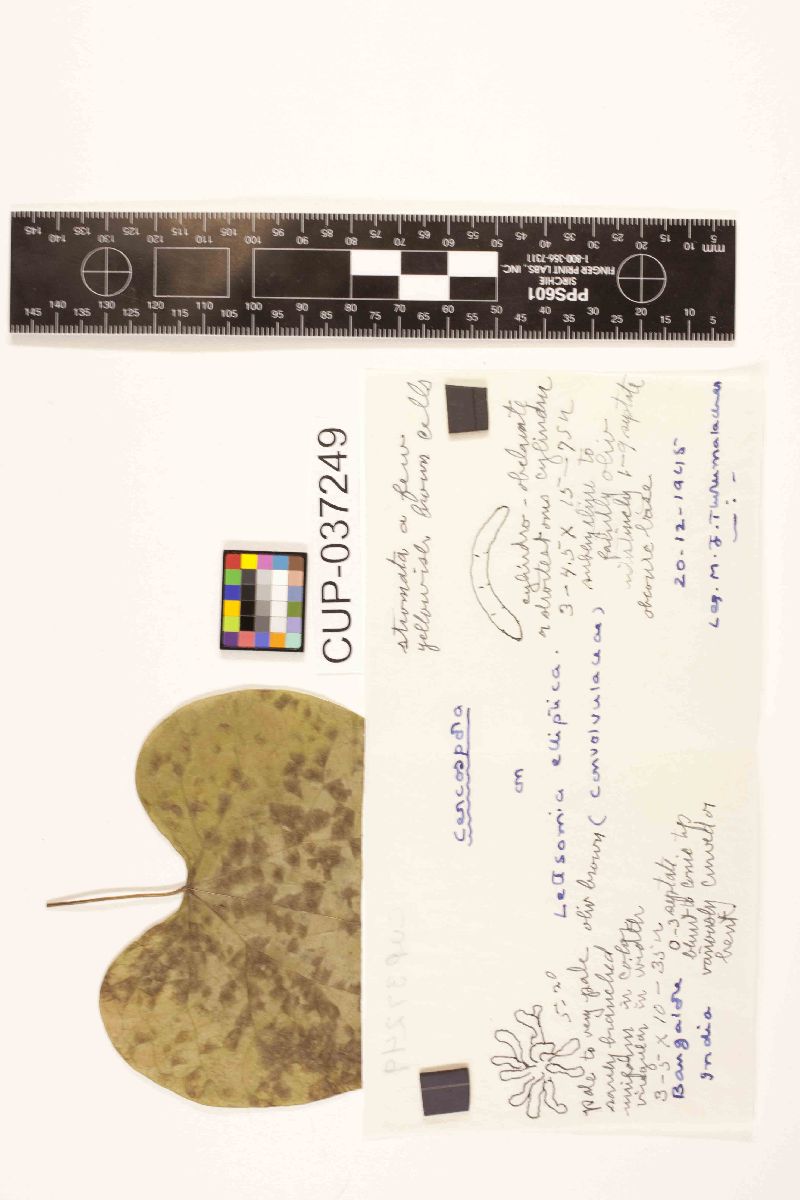 Cercospora lettsomiae image