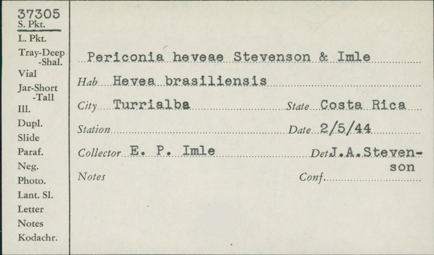 Periconia heveae image