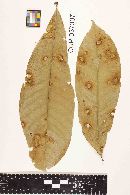 Periconia heveae image