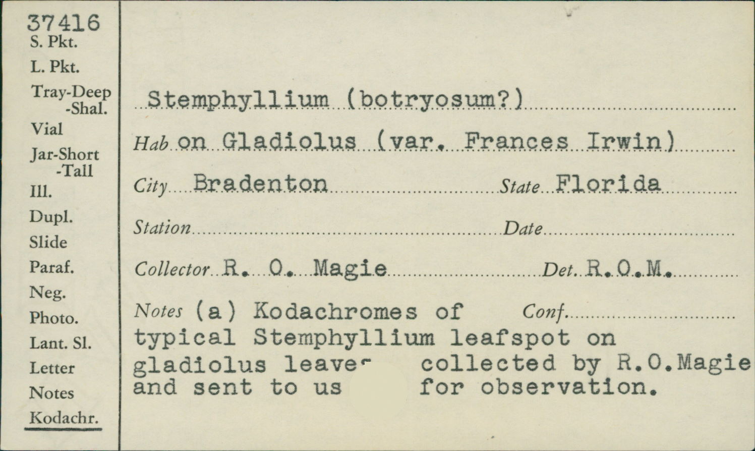 Stemphylium botryosum image