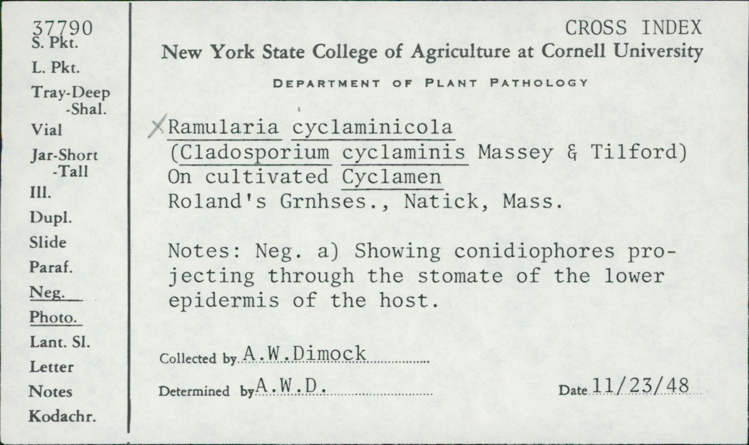 Cladosporium cyclaminis image
