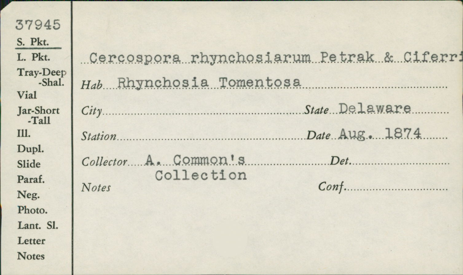 Cercospora rhynchosiarum image