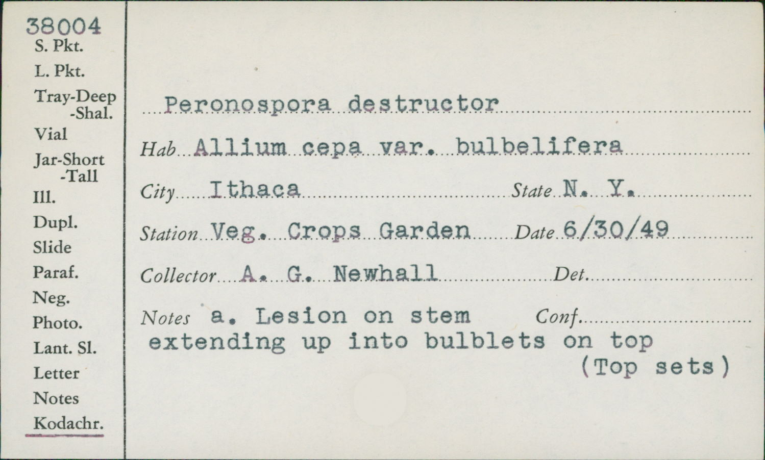 Peronospora destructor image