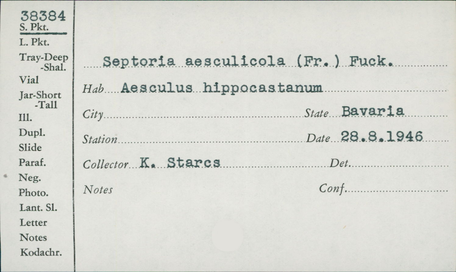 Septoria aesculicola image