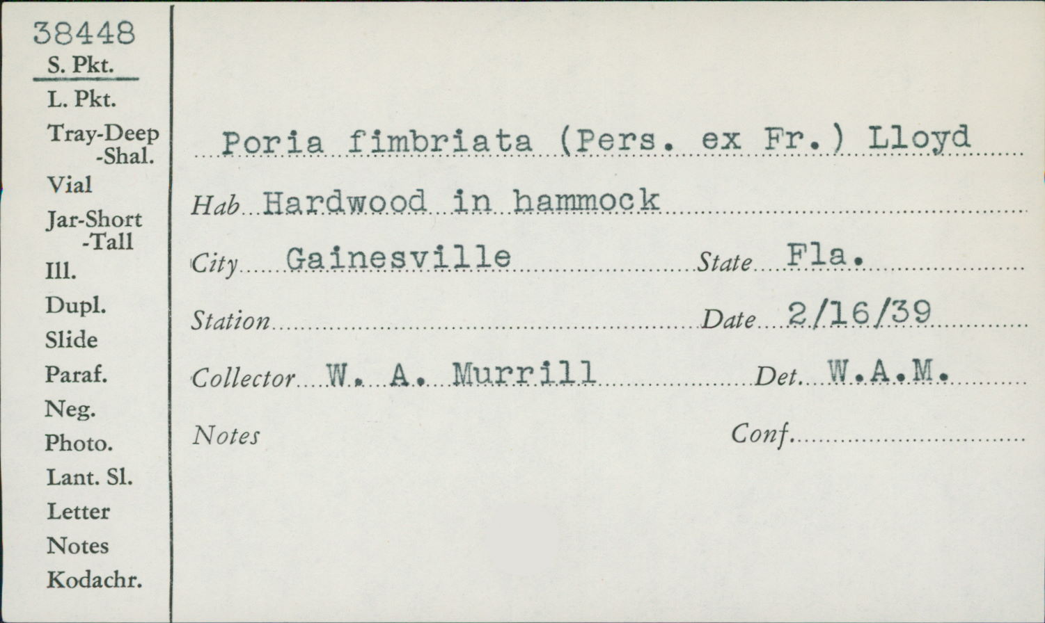 Poria fimbriata image
