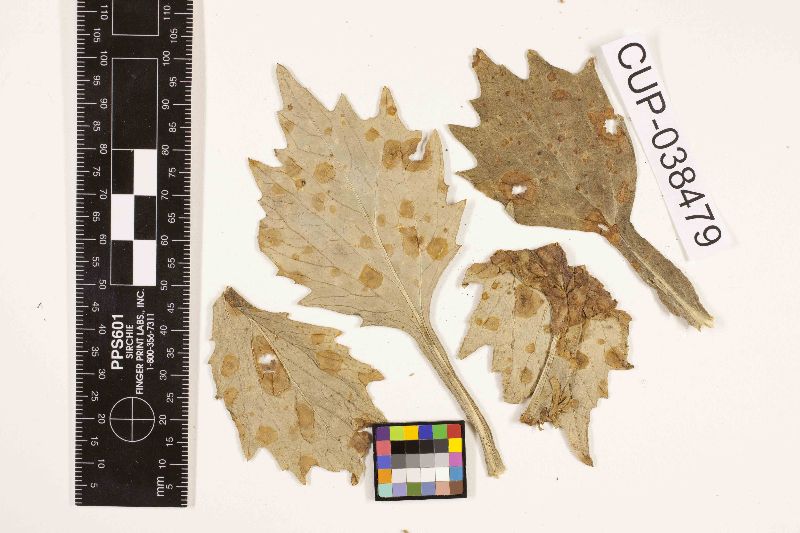 Stemphylium image