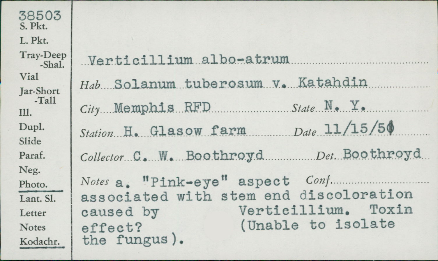 Verticillium albo-atrum image