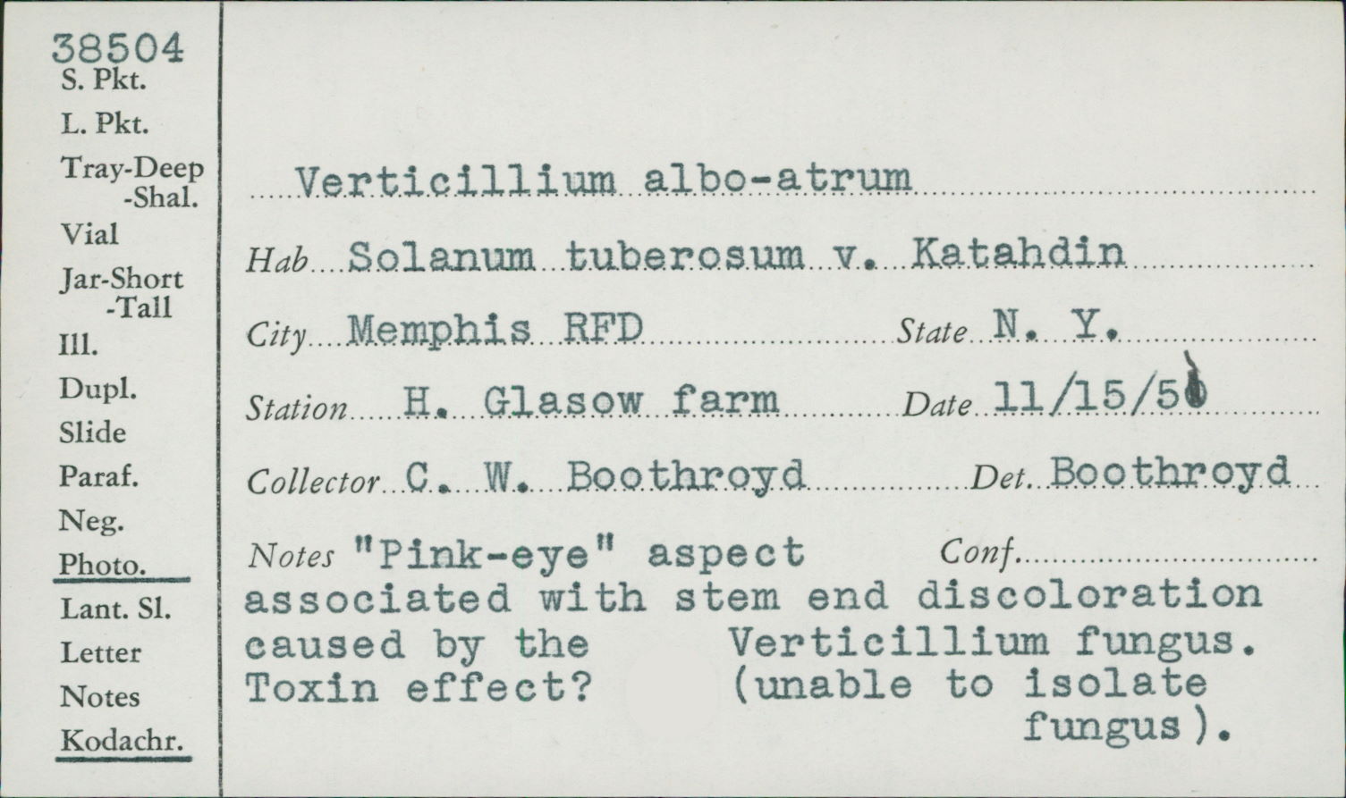Verticillium albo-atrum image