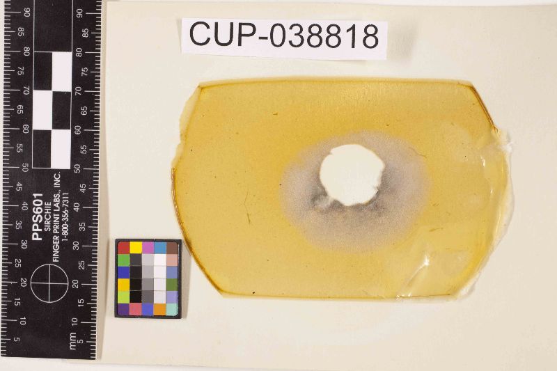 Botrytis yuae image