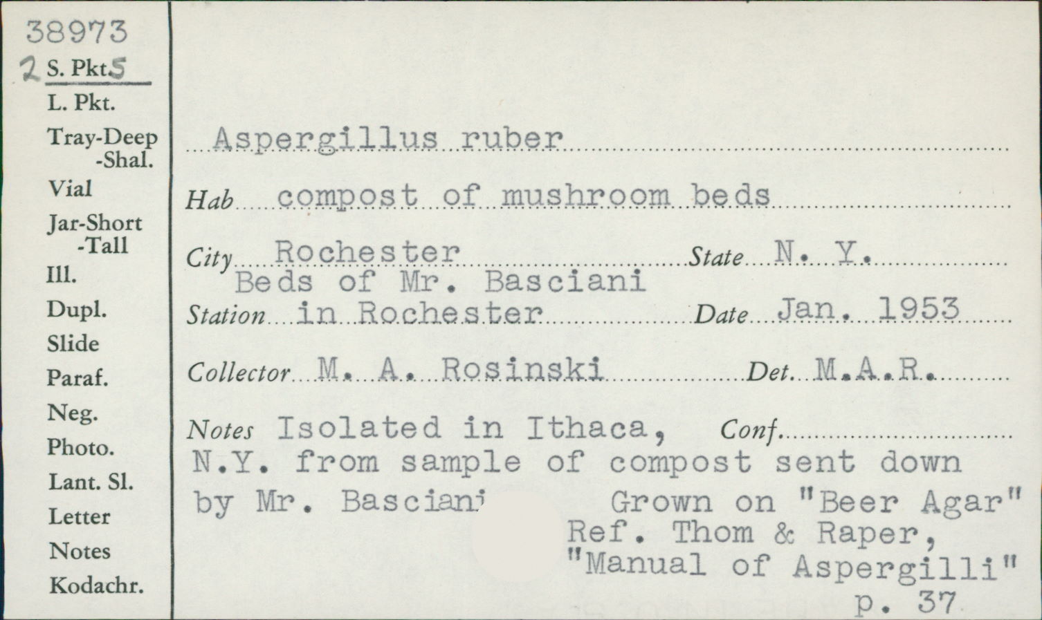 Aspergillus ruber image