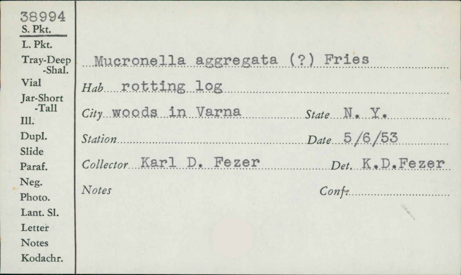 Mucronella aggregata image