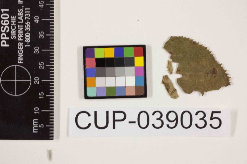Cercospora alni image
