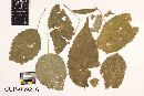 Cercospora boehmeriae image