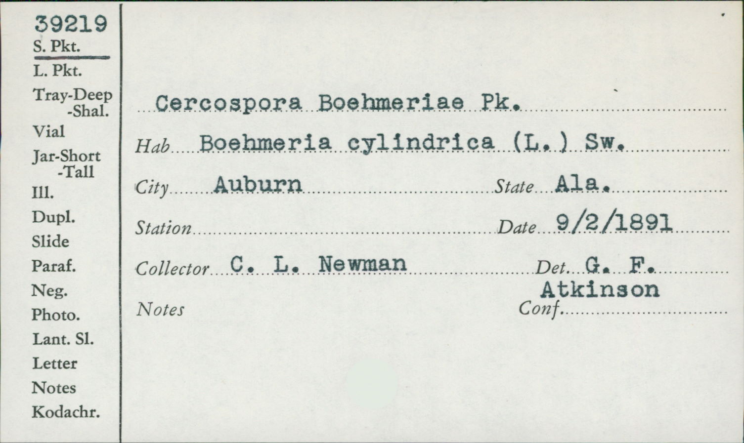 Cercospora boehmeriae image