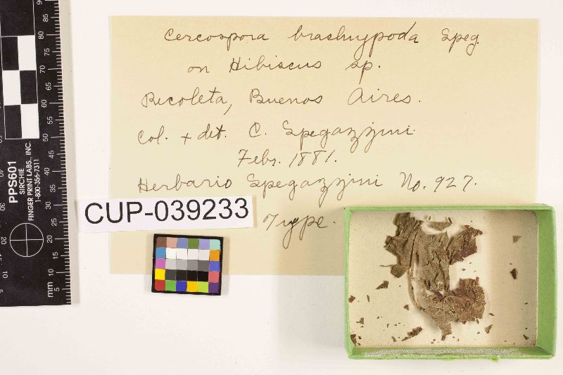 Pseudocercospora brachypoda image