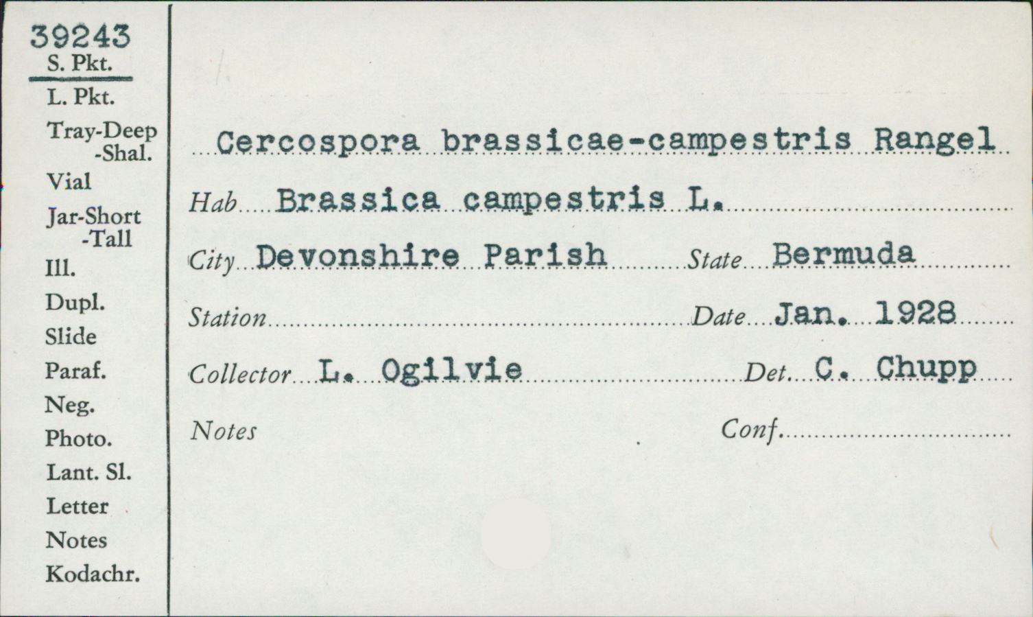 Cercospora brassicae-campestris image