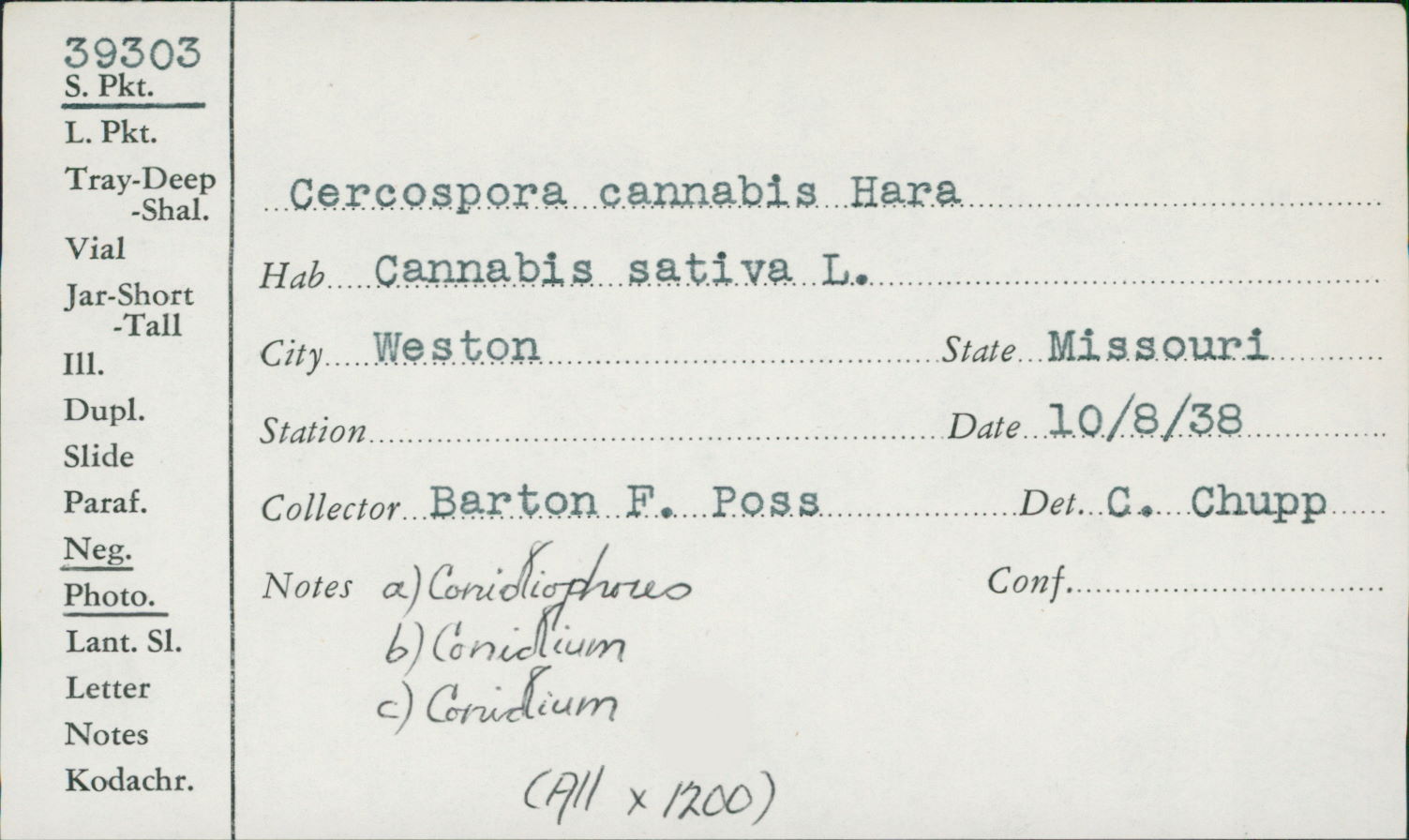 Cercospora cannabis image