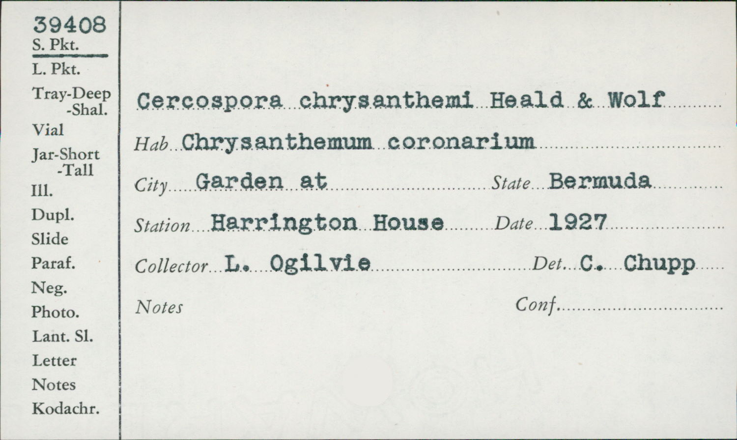 Cercospora chrysanthemi image