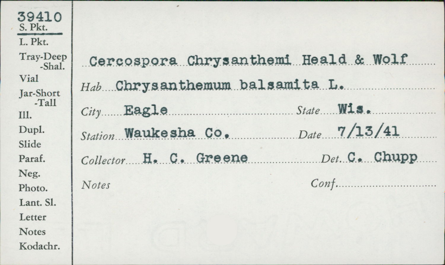 Cercospora chrysanthemi image