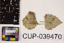 Cercospora coleosanthi image
