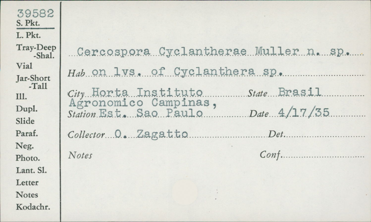 Cercospora cyclantherae image