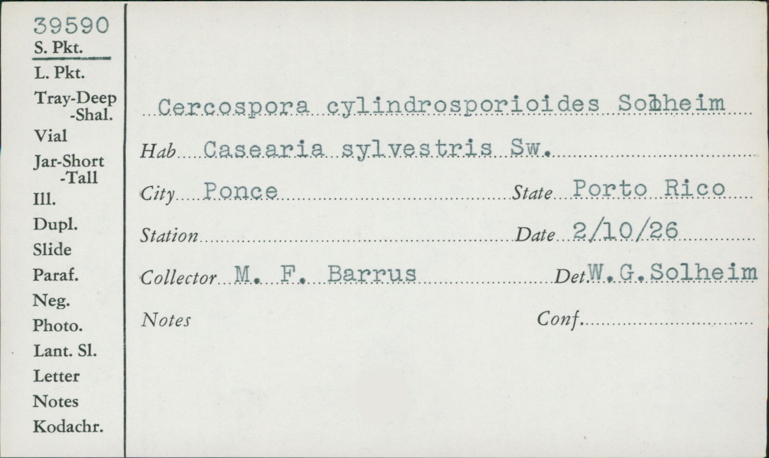 Cercospora cylindrosporioides image