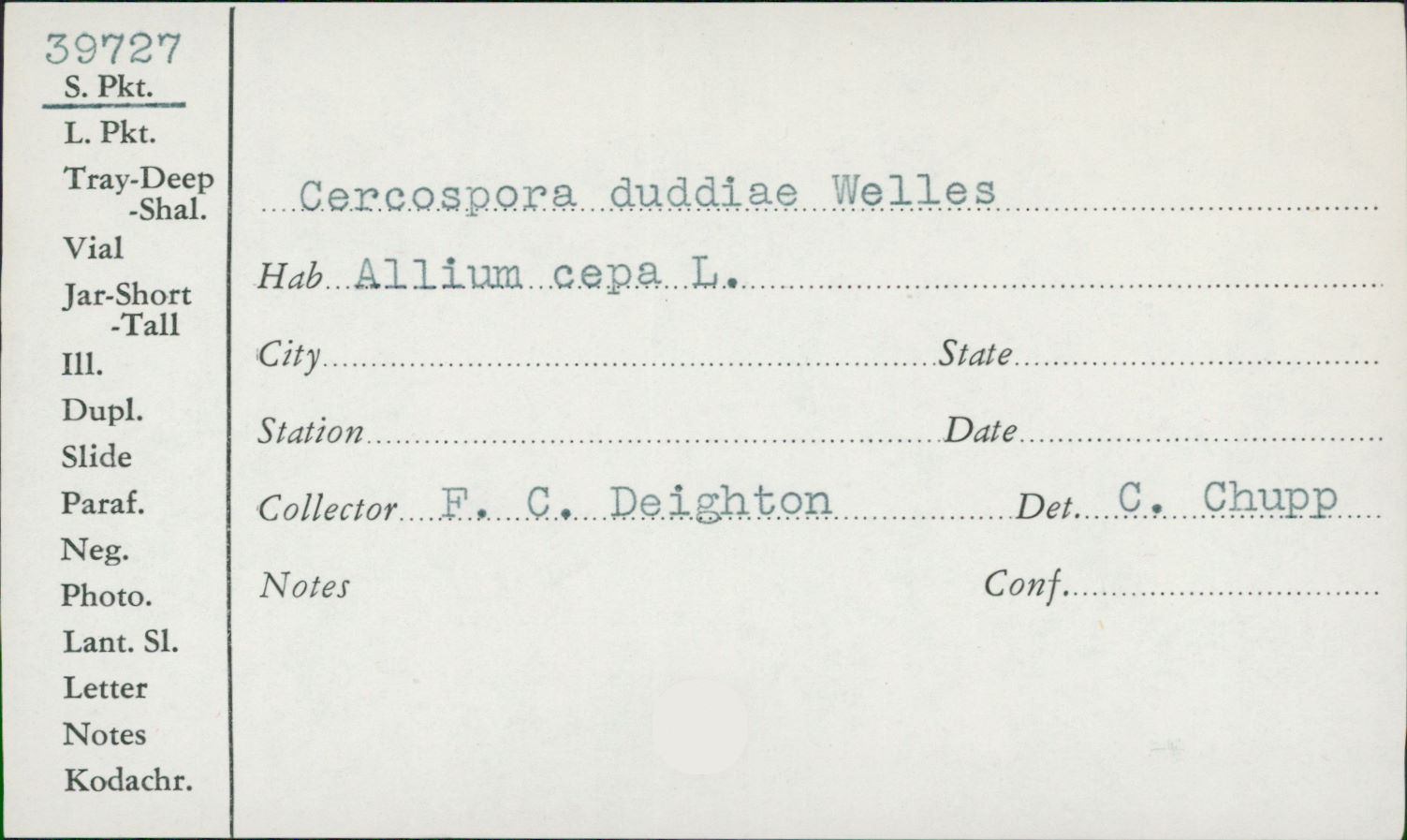 Cercospora duddiae image