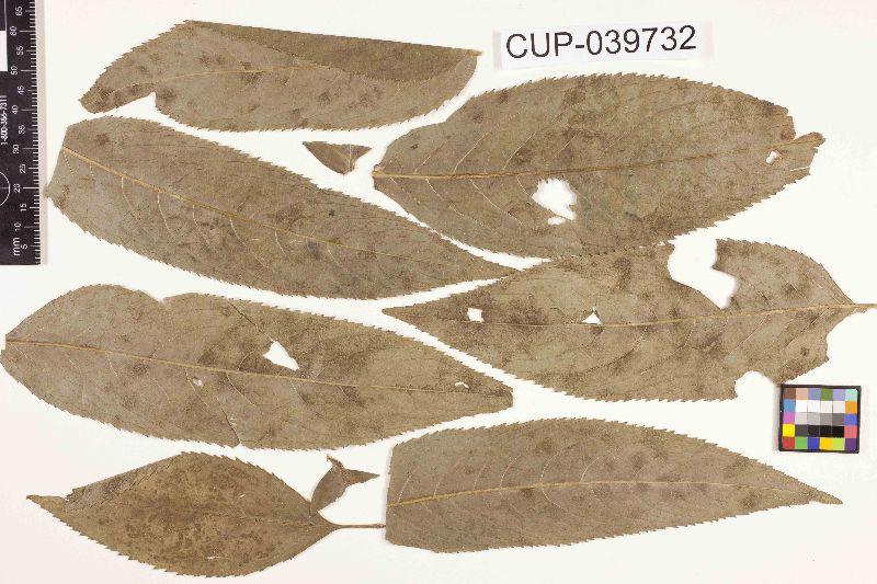 Cercospora ebulicola image