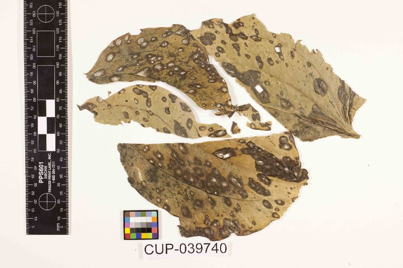 Cercospora echinodori image