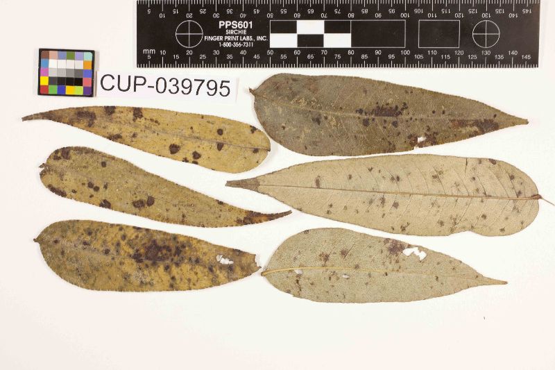 Cercospora fagarae image