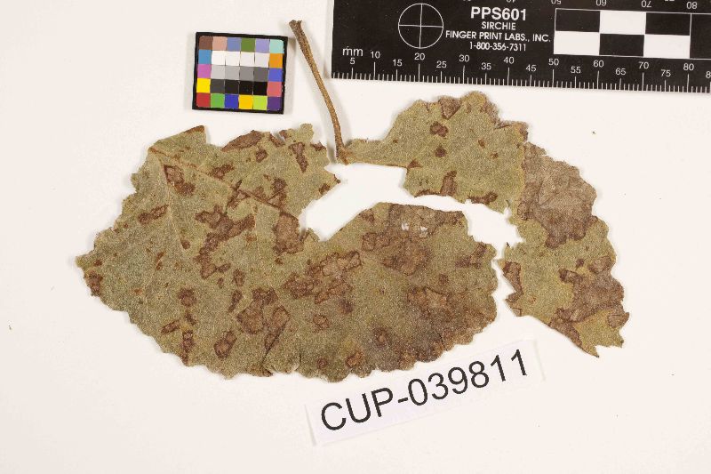 Pseudocercospora fici image