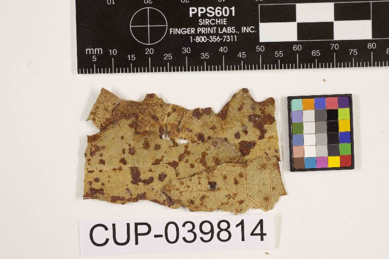 Cercospora ficina image
