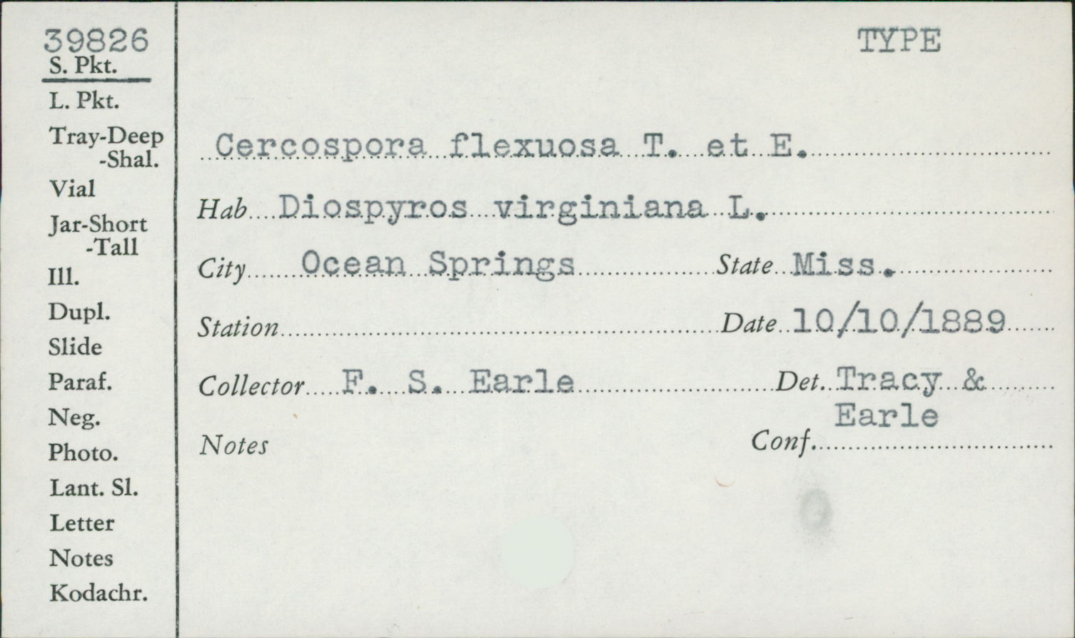 Cercospora flexuosa image