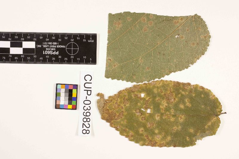 Cercospora flocculosa image