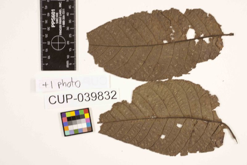 Cercospora forsteriana image