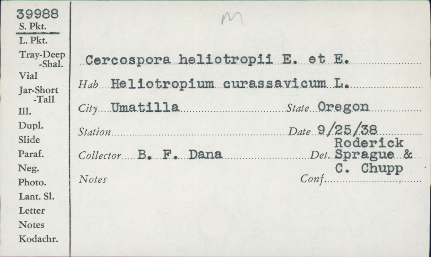 Cercospora heliotropii image